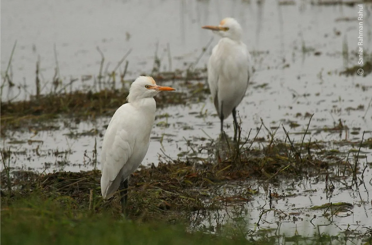 Cattle Egrets by Saniar Rahman Rahul