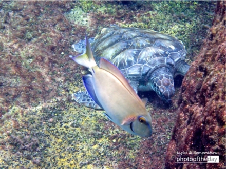 Smiling Fish and Turtle, by Tisha Clinkenbeard - Underwater Photography, Photo of the Day, Nature Photography, Award Winning Photography, Tisha Clinkenbeard