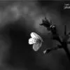 A Flower Story, by Liton Chowdhury - Close-Up Photography, Photography Awards, Photo of the Day, Art Photography, Online Photography Courses