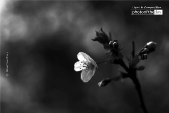 A Flower Story by Liton Chowdhury
