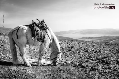 A Horse Grazes on the Mountain by Shirren Lim