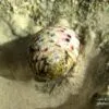 Colorful Crab Shell, by Tisha Clinkenbeard - Still Life Photography, Photo of the Day, Photography Award, Crab Shell, Tisha Clinkenbeard