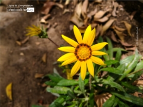 Morning Bliss by Rasha Rashad