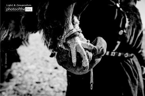 Talons, by Shirren Lim - Photojournalism,  Award Winning Photography, Black and White Photography, Eagle Photography, Shirren Lim