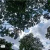Leaves Laces by Ng You Way