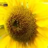 Sunshine, by Anjan Patra - Color Photography, Photojournalism, Photography Awards, Photo of the Day, Anjan Patra