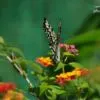 A Butterfly in Color, by Ryszard Wierzbicki - Color Photography, Photography Awards, Photo of the Day, Art Photography, Online Photography Courses