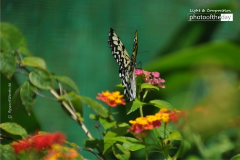 A Butterfly in Color, by Ryszard Wierzbicki - Color Photography, Photography Awards, Photo of the Day, Art Photography, Online Photography Courses