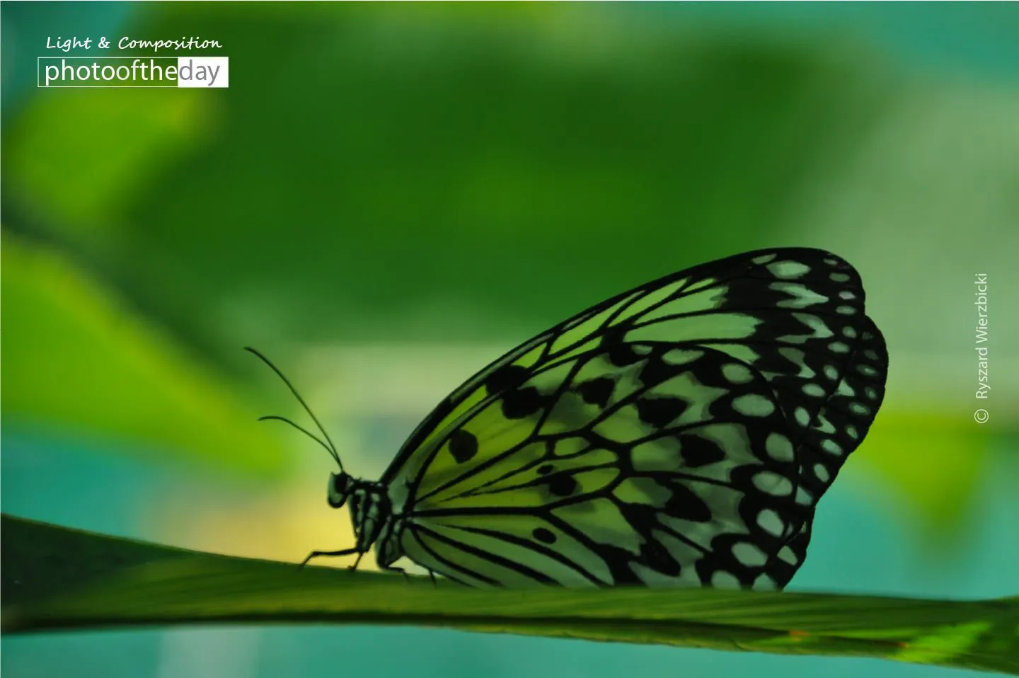 Siquijor Island Butterfly, by Ryszard Wierzbicki - Close-up Photography, Butterfly Photography, Nature Photography, Photo of the Day, Ryszard Wierzbicki