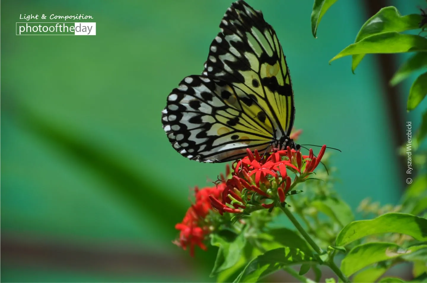A Play of Colors by Ryszard Wierzbicki