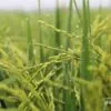 Cultivation Time by Anjan Patra