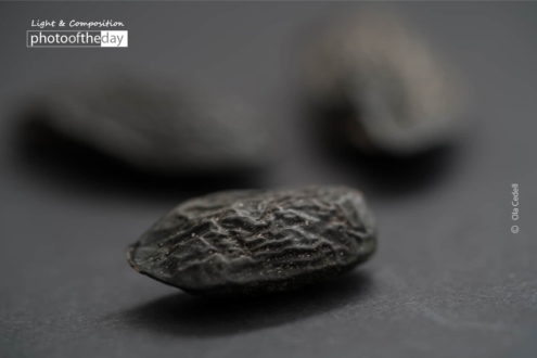 Tonka Bean by Ola Cedell