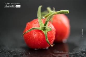 Fresh Cherry Tomatoes by Ola Cedell