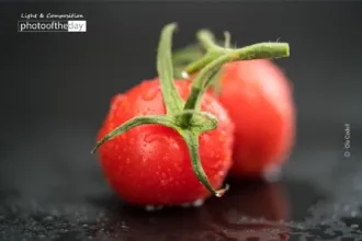 Fresh Cherry Tomatoes by Ola Cedell