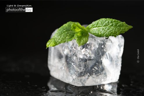 Photo of the Month | 96th Month - Photography Awards, Photo of the Month, Online Photography Courses, Photography Scholarships, Photojournalism