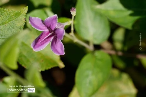 One Purple Flower by Siew Bee Lim