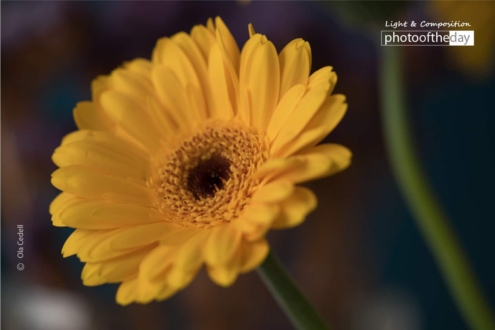 Colorful Gerbera, by Ola Cedell - Close-up Photography, Award Winning Photography, Gerbera Photography, Photography Techniques, Photo of the Day