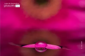 Purple Gerbera Leaf in Water by Ola Cedell