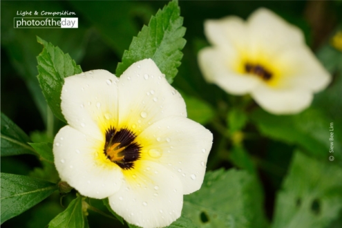 Flower of an Hour by Siew Bee Lim