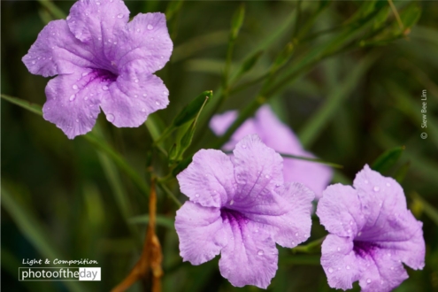 Ruellia Simplex by Siew Bee Lim