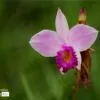 Bamboo Orchid, by Siew Bee Lim - Close-up Photography, Nature Photography, Photo of the Day, Photography Awards, Light & Composition University