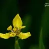 Yellow Walking Iris, by Siew Bee Lim - Yellow Walking Iris, Close-up Photography, Photo of the Day, Photography Awards, Light & Composition