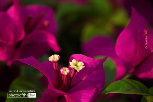 Bougainvillea, by Siew Bee Lim - Bougainvillea, Close-up Photography, Photo of the Day, Photography Awards, Online Photography Courses