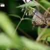 A Neighborhood Butterfly, by Siew Bee Lim - Close-up Photography, Butterfly Photography, Nature Photography, Photo of the Day, Photography Courses