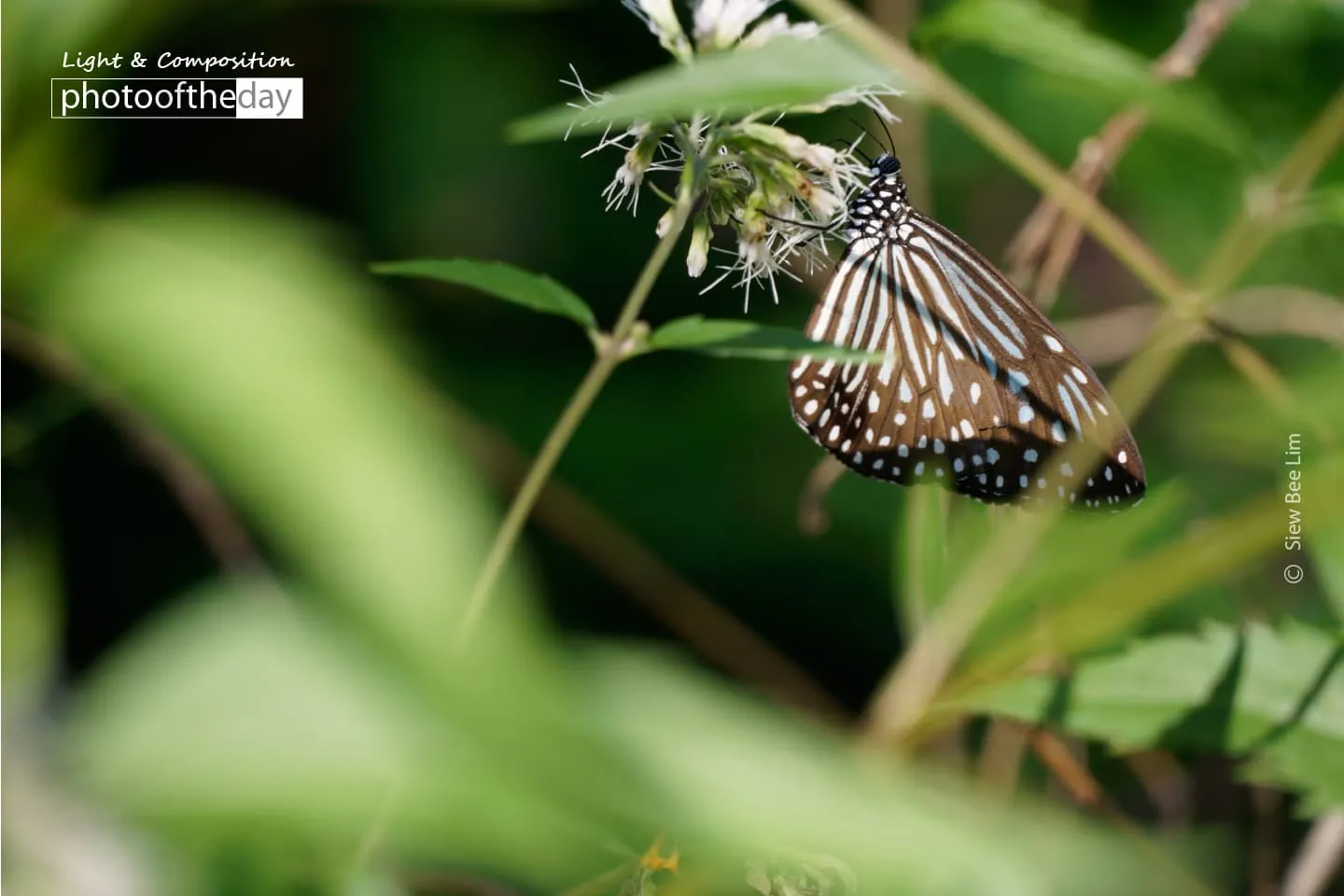 A Neighborhood Butterfly, by Siew Bee Lim - Close-up Photography, Butterfly Photography, Nature Photography, Photo of the Day, Photography Courses