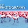 Mastering the Art of Wildlife Photography - wildlife photography, online photography courses, photography education, nature photography, photography masterclass