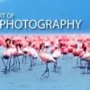 Mastering the Art of Wildlife Photography - wildlife photography, online photography courses, photography education, nature photography, photography masterclass