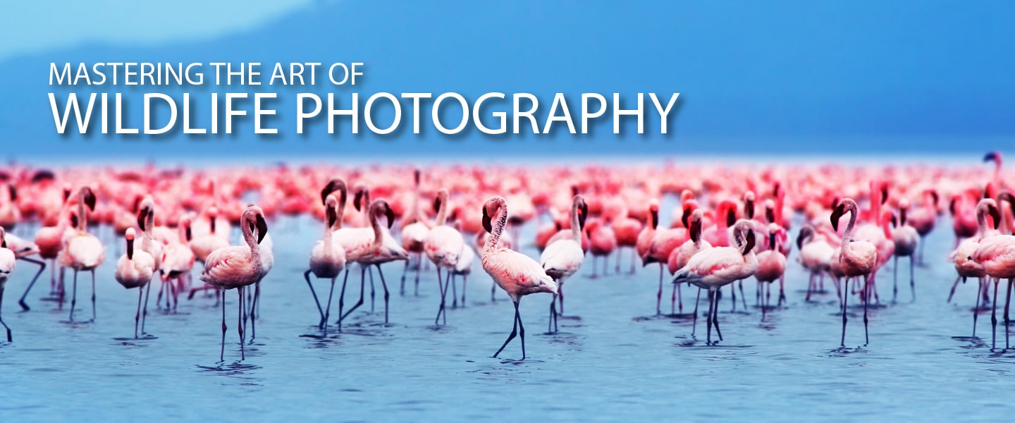 Mastering the Art of Wildlife Photography