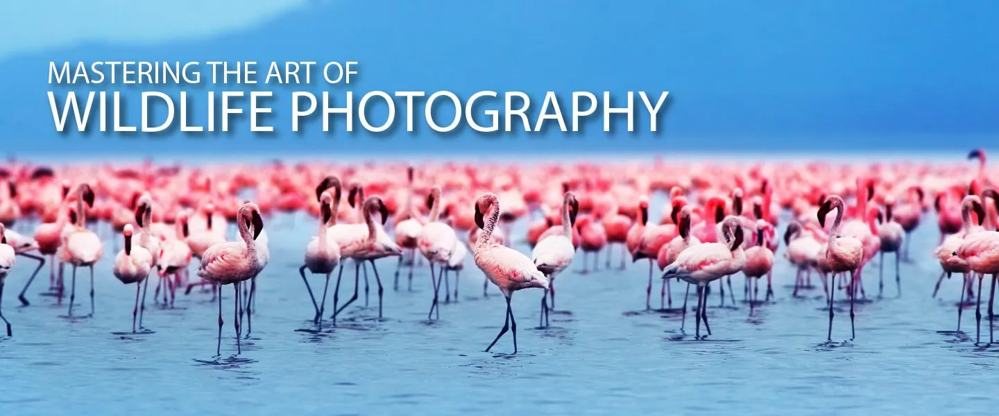 Mastering the Art of Wildlife Photography