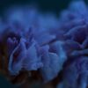 Everlasting Purple-blue Statice, by Ola Cedell - Close-Up Photography, Award Winning Photography, Statice Flower Photography, Photography Awards, Online Photography Courses