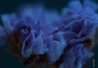 Everlasting Purple-blue Statice by Ola Cedell