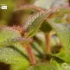 Hairy Leaves by Siew Bee Lim