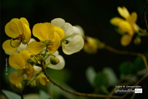 Flowers of a Kassod Tree by Siew Bee Lim