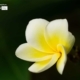 Frangipani, by Siew Bee Lim