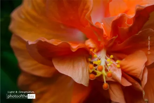 Hibiscus by Siew Bee Lim