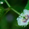 Stinking Passionflower, by Siew Bee Lim - Close-up Photography, Nature Photography, Photo of the Day, Stinking Passionflower, Photography Education