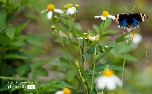 Blue Pansy, by Siew Bee Lim - Close-up Photography, Nature Photography, Photo of the Day, Photography Award, Light & Composition