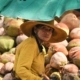 Coconut Selector, by Ryszard Wierzbicki