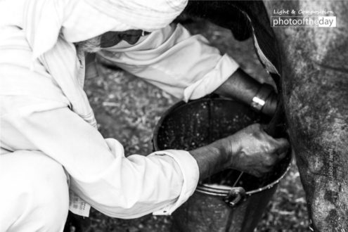 Milkman by Jabbar Jamil