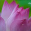 A Lotus Flower by Siew Bee Lim - Lotus Flower Photography, Close-Up Photography, Photo of the Day, Photography Awards, Online Photography Courses