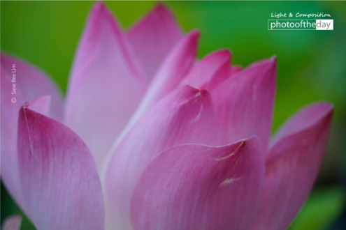 A Lotus Flower by Siew Bee Lim