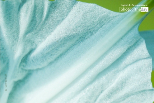 Spider Lily Nearby a Pond by Siew Bee Lim