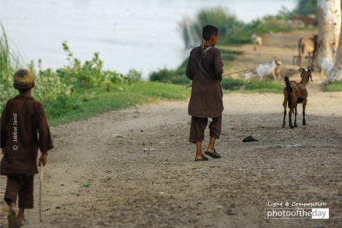 Young Shepherds, by Jabbar Jamil - Documentary Photography, Photojournalism, Street Photography, Jabbar Jamil, Photo of the Day