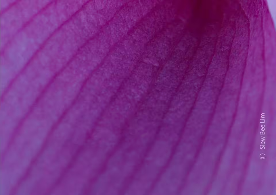 A Petal of Lotus Flower by Siew Bee Lim - Lotus Flower Photography, Close-Up Photography, Photo of the Day,  Award Winning Photography, Photography Courses