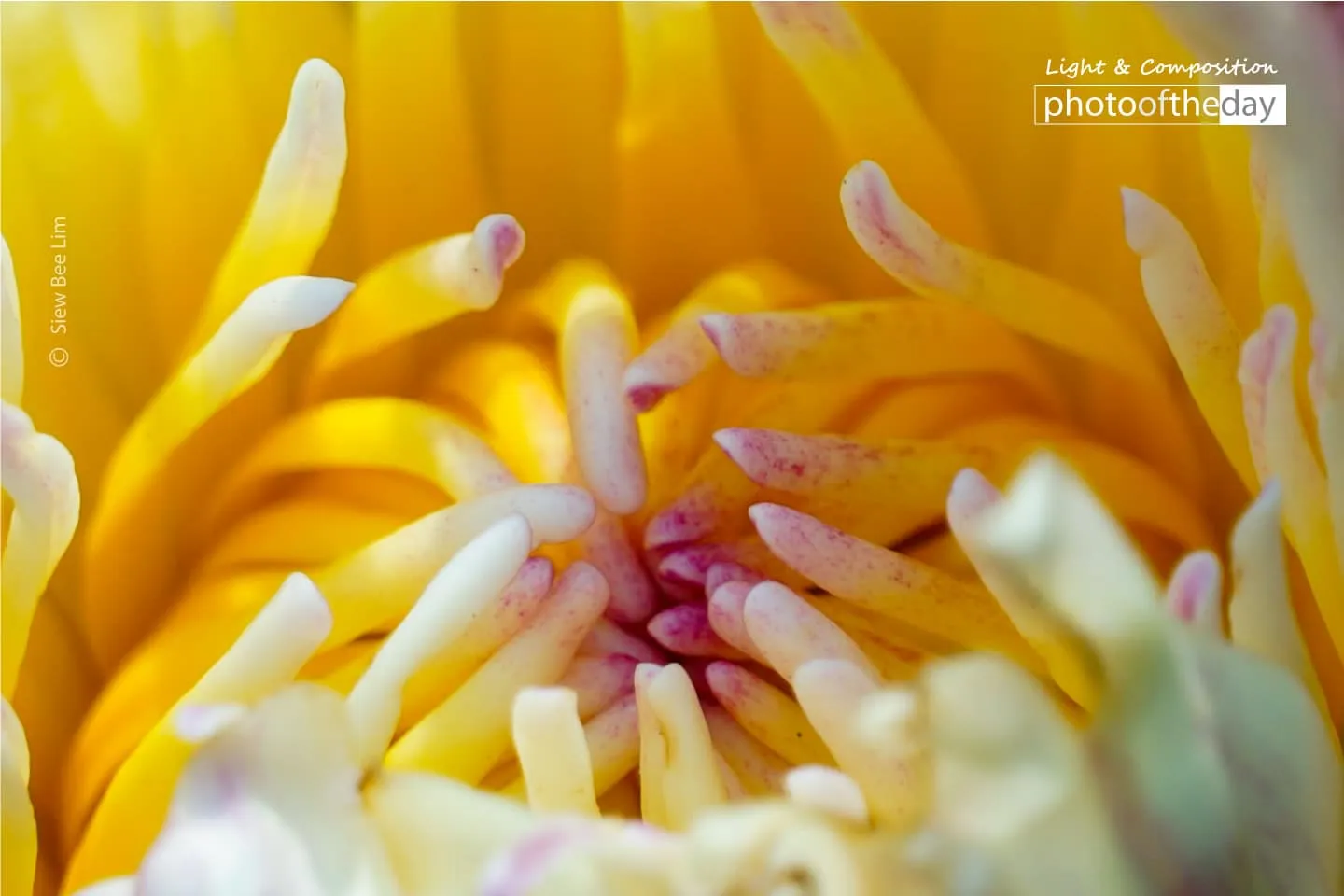 A Water Lily by Siew Bee Lim - Close-up Photography, Photo of the Day, Photography Awards, Art Photography, Online Photography Courses