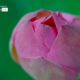 A Lotus Flower Bud by Siew Bee Lim